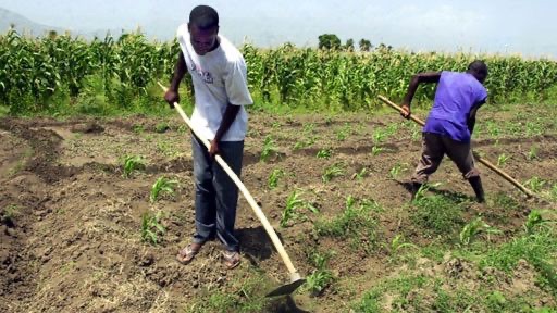 1er mai en Haïti : l’agriculture au cœur d’une fête… et d’un déclin silencieux