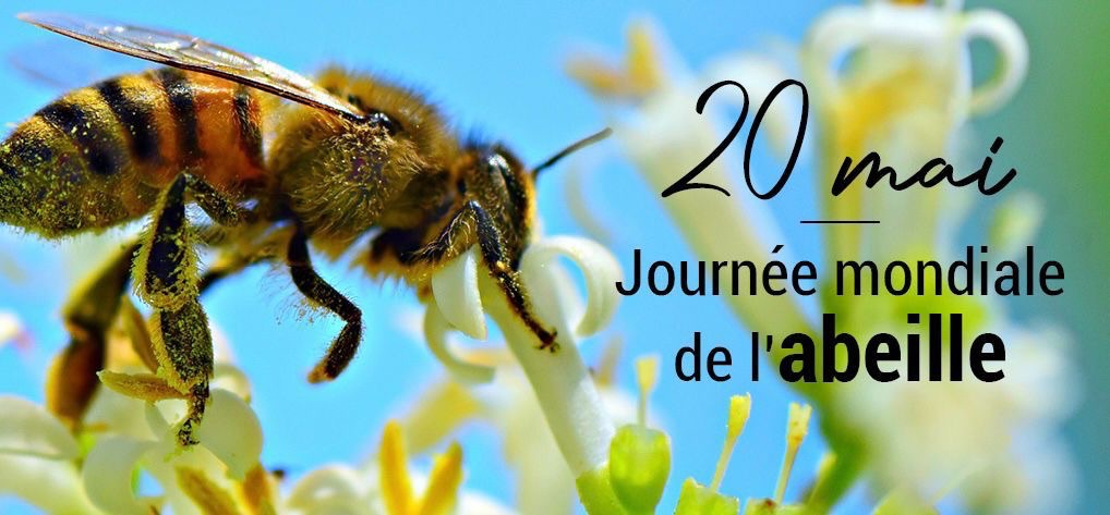 Journée mondiale des abeilles : ces petites ouvrières qui protègent silencieusement l’avenir d’Haïti