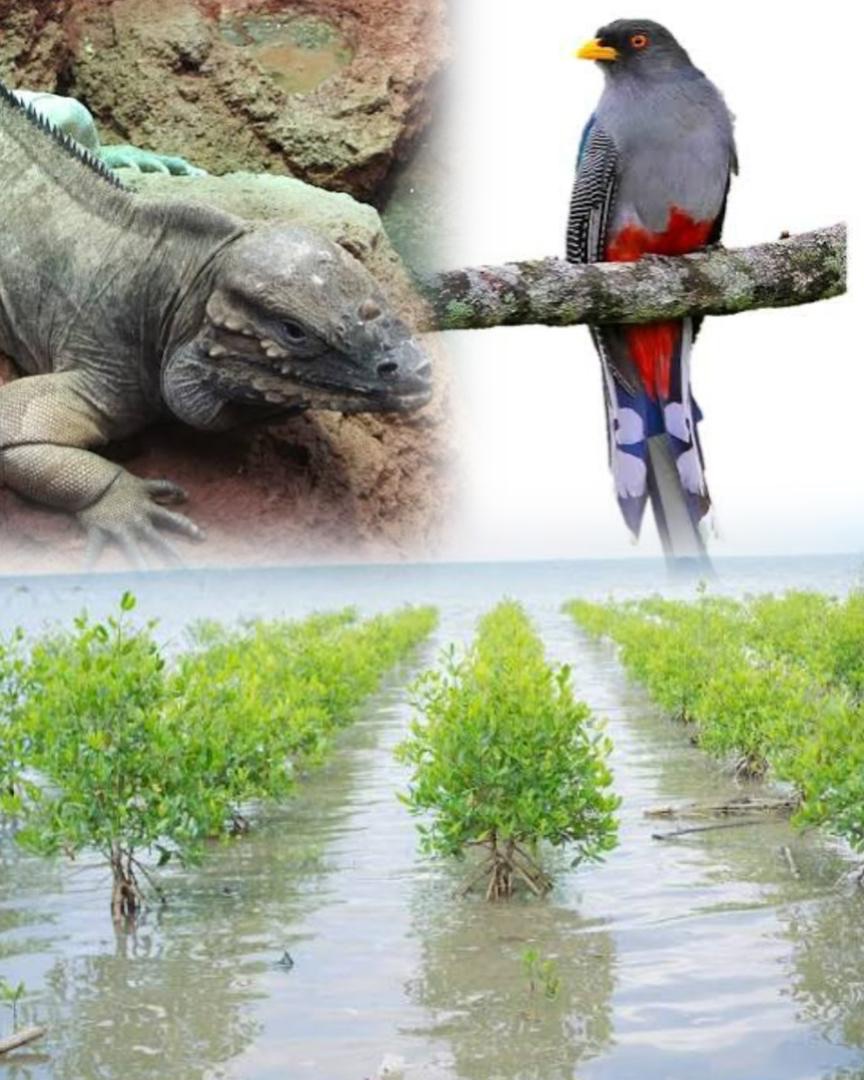 Haïti : la biodiversité s’effondre sous la pression humaine et climatique