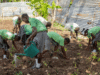 5 juin : une journée pour l’environnement, une alerte pour Haïti