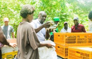 Grand Goâve, MARNDR boosts cunic farming for 150 households affected by hurricane Melissa